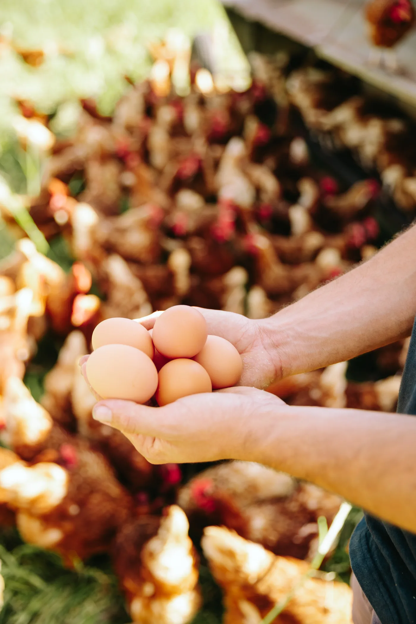 Handful of fresh eggs from a small flock