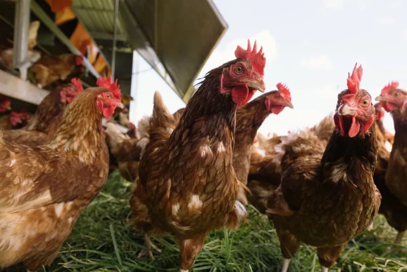 Mobile poultry infrastructure on pasture