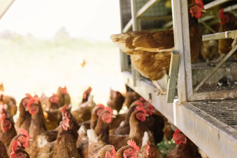 Simple and durable farming equipment